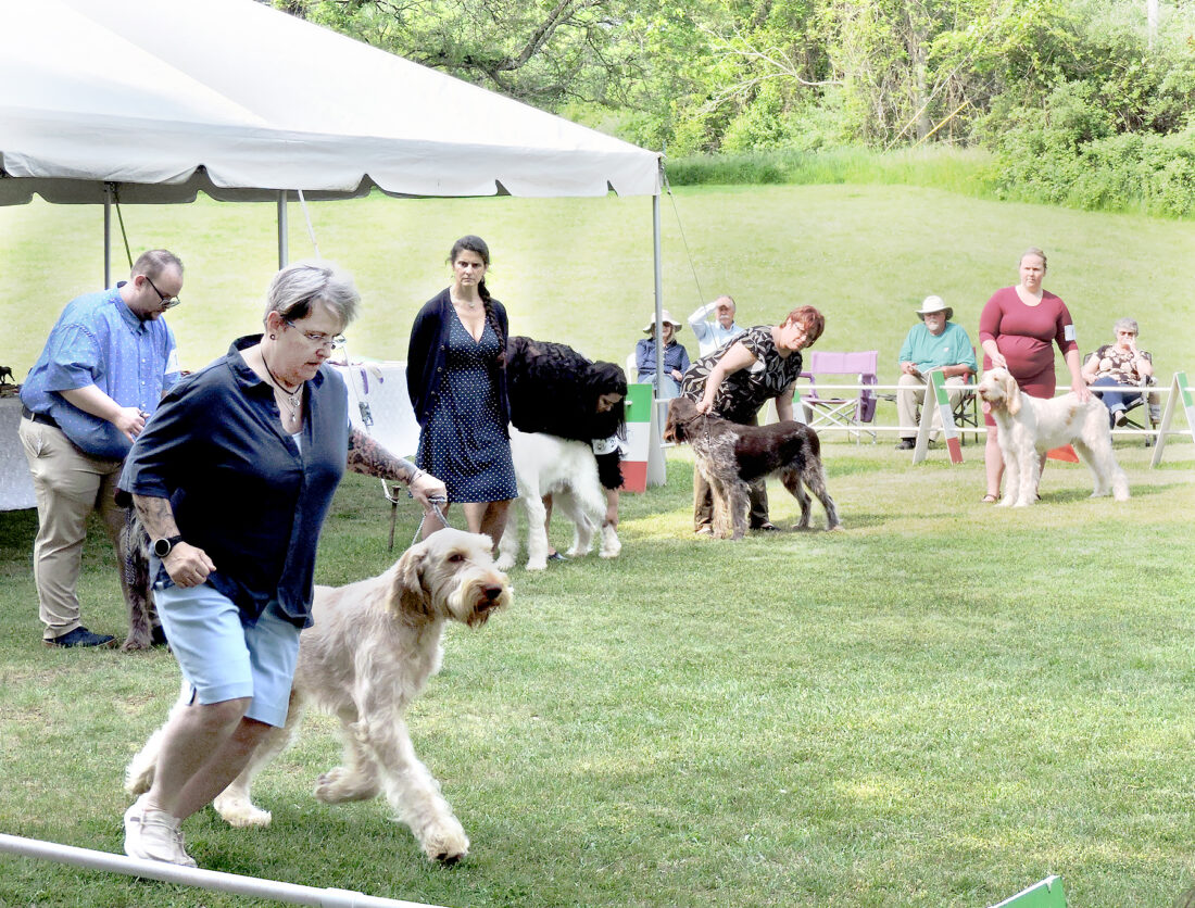 Weirton gets round of apaws from national dog organization News, Sports, Jobs The Herald Star